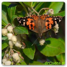 Drzewo truskawkowe (Arbutus unedo)